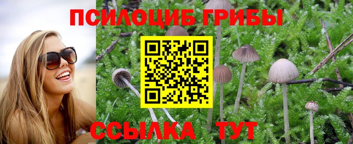 Сунжа  Галлюциногенные грибы Psilocybe  Вход с VPN 